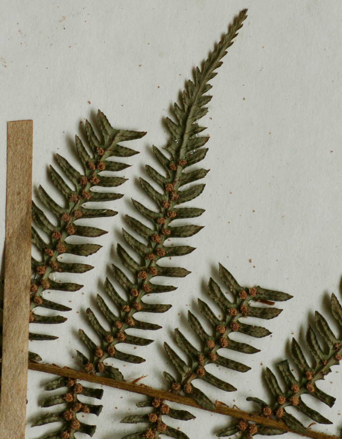 Cyathea capensis Cyathea capensis