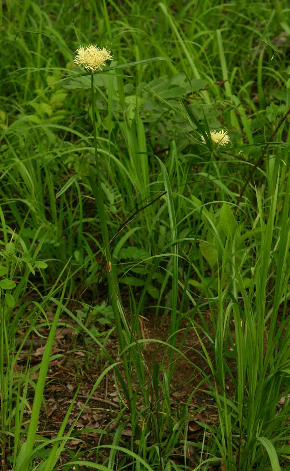 Cyperus hemisphaericus Cyperus hemisphaericus