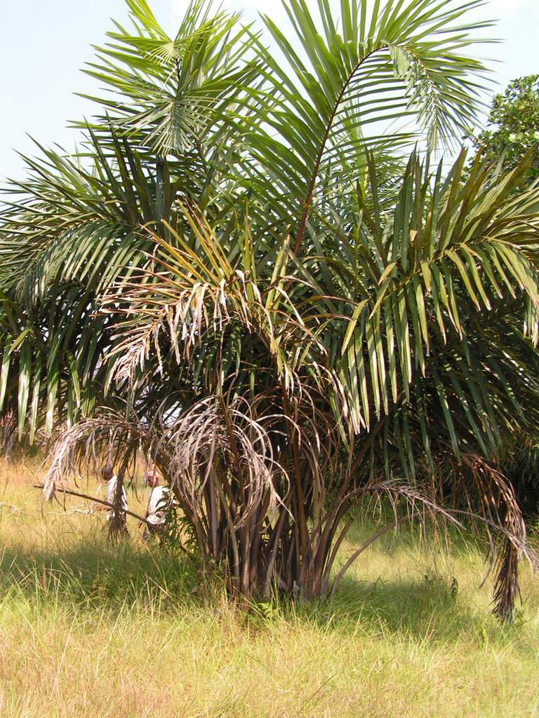 Raphia farinifera Raphia farinifera