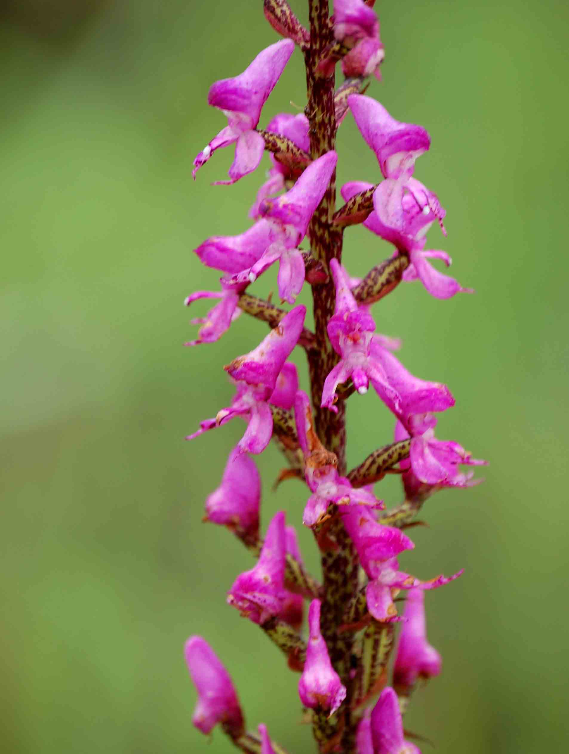 Disa aconitoides subsp. concinna Disa aconitoides subsp. concinna