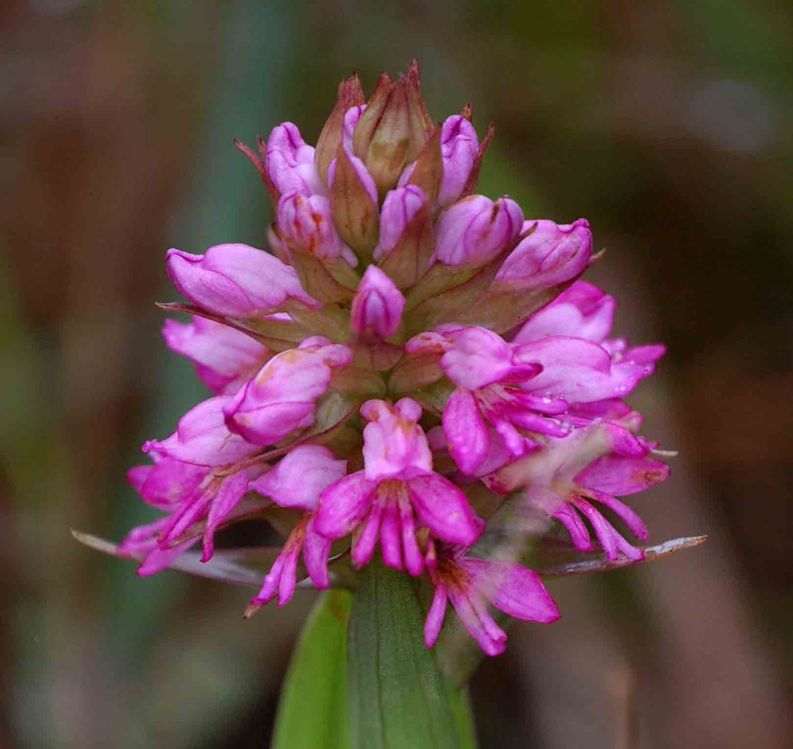 Satyrium breve Satyrium breve