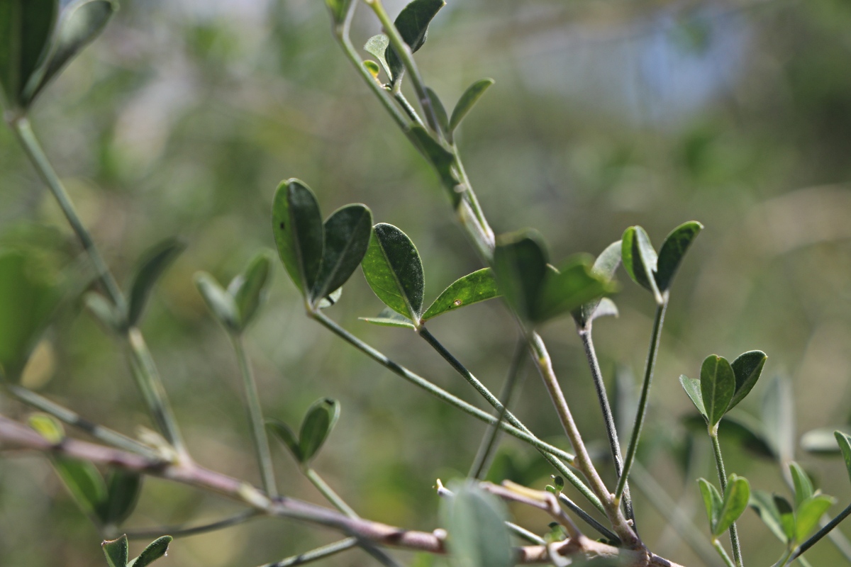 Crotalaria pallidicaulis Crotalaria pallidicaulis