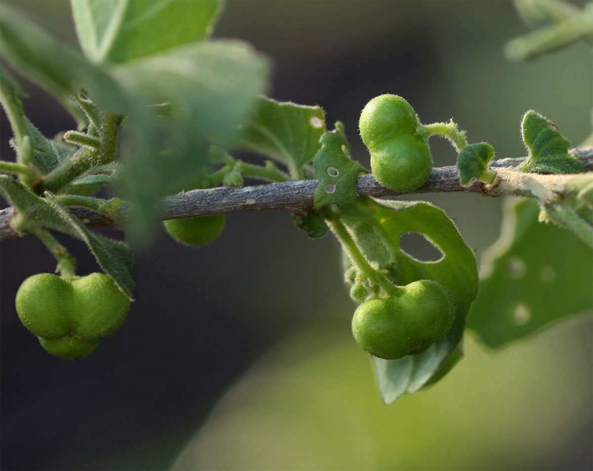 Erythrococca menyharthii Erythrococca menyharthii