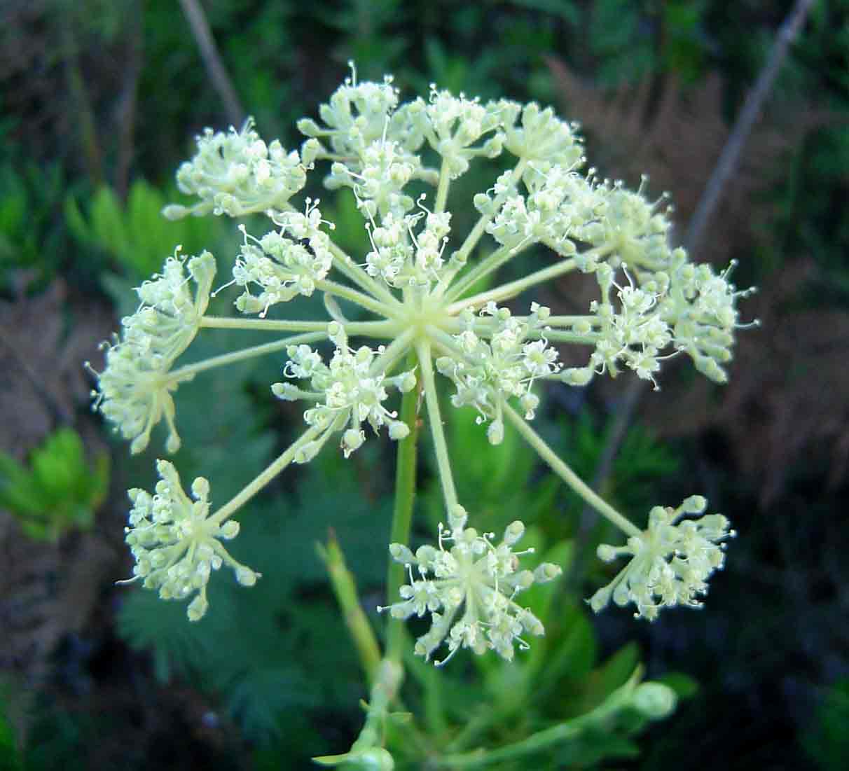 Diplolophium buchananii subsp. swynnertonii Diplolophium buchananii subsp. swynnertonii