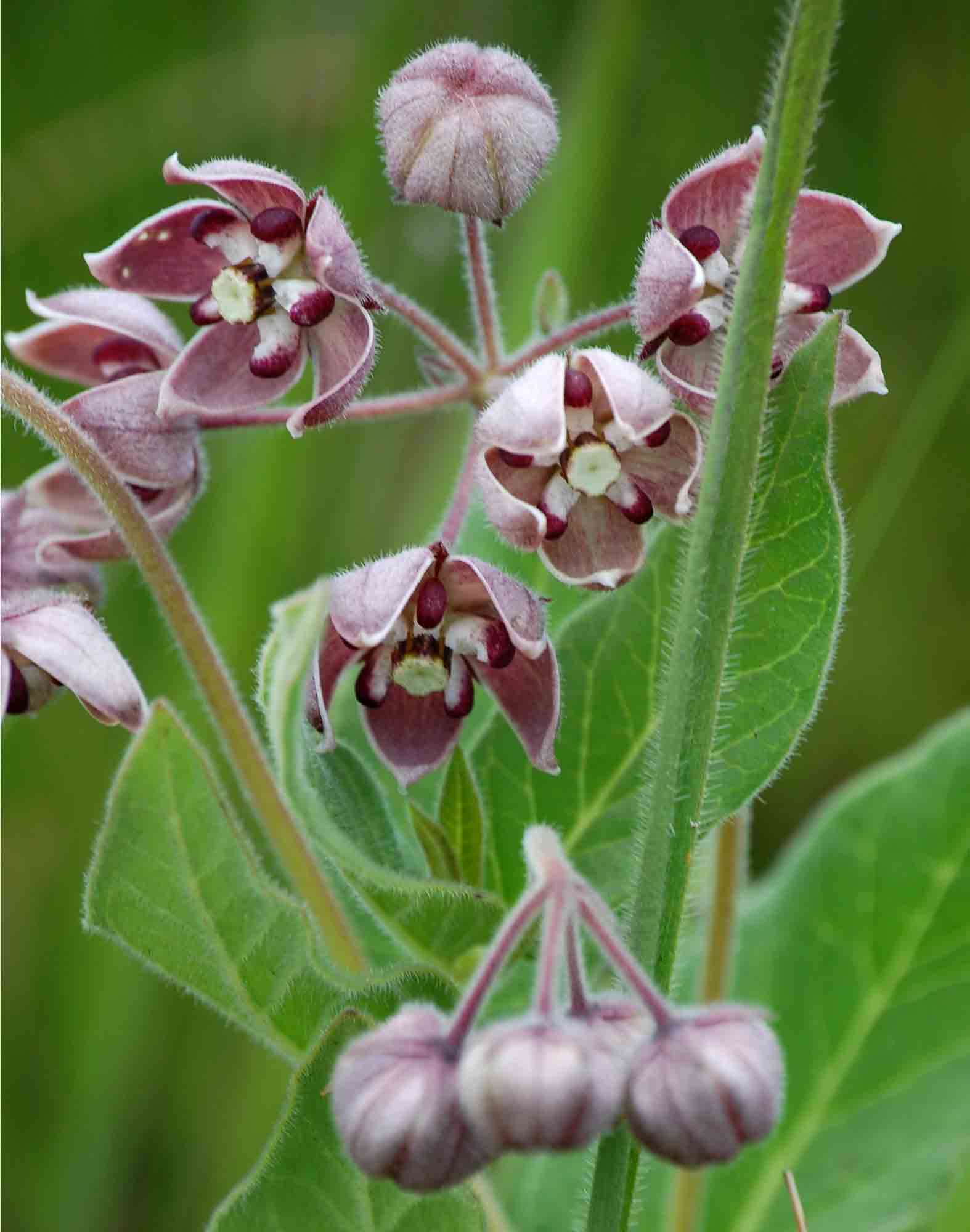Asclepias fimbriata Asclepias fimbriata