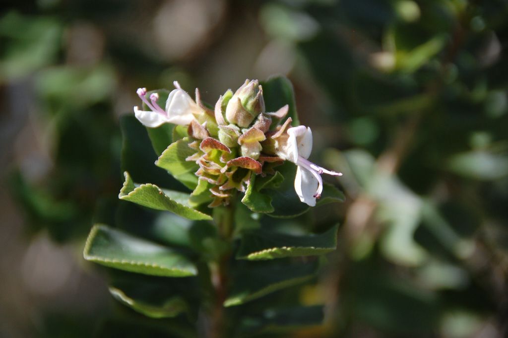 Syncolostemon flabellifolius Syncolostemon flabellifolius