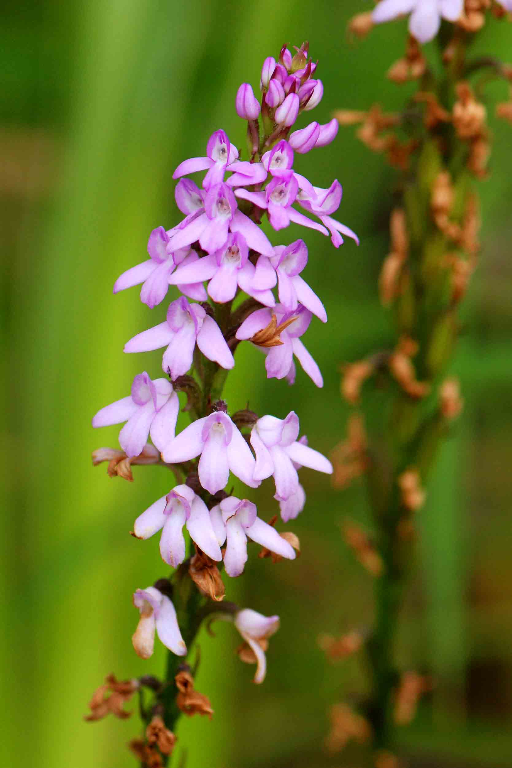 Cynorkis buchananii Cynorkis buchananii