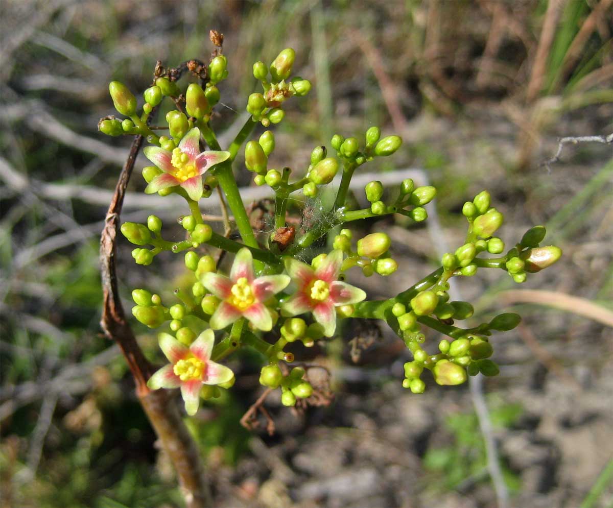 Jatropha subaequiloba Jatropha subaequiloba