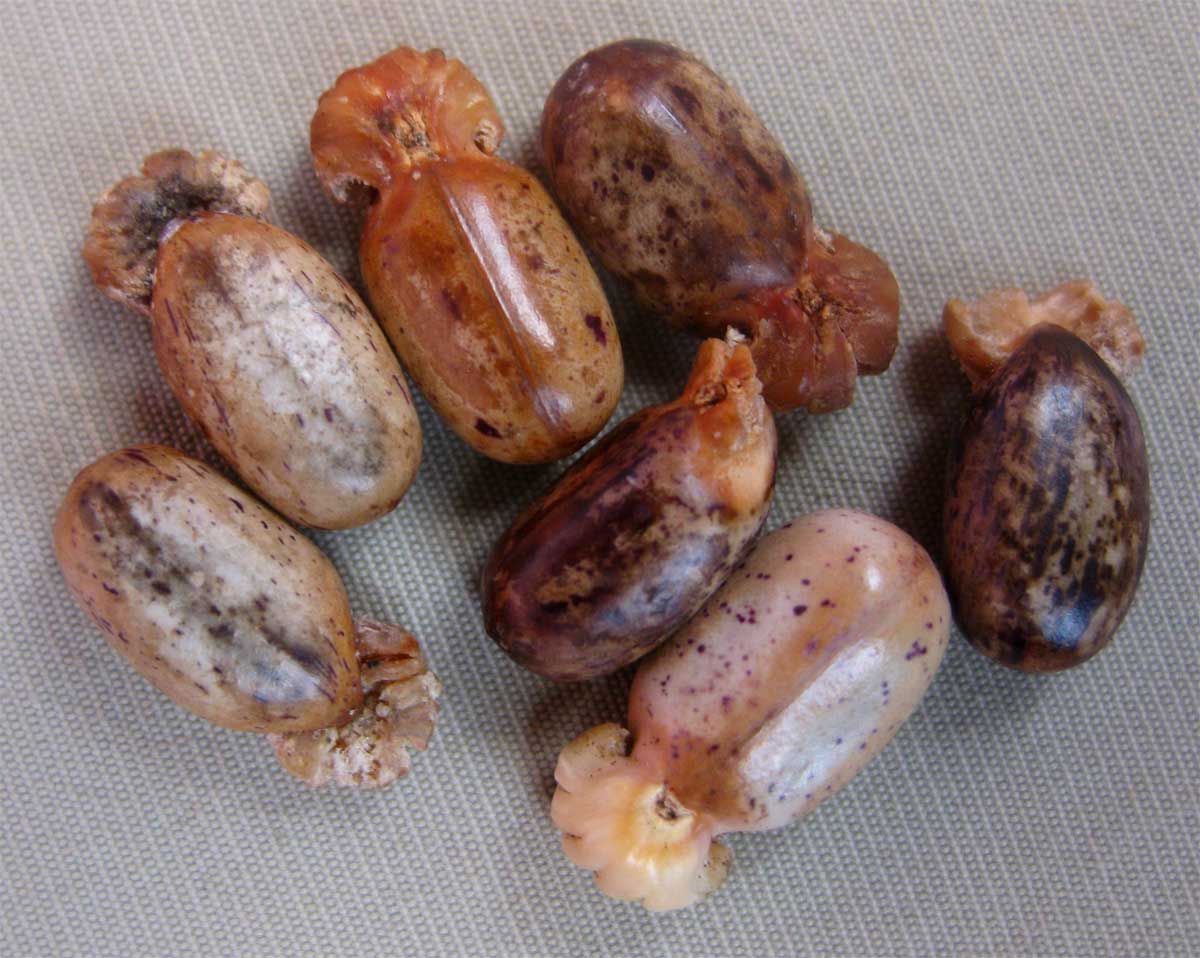 Jatropha scaposa Jatropha scaposa