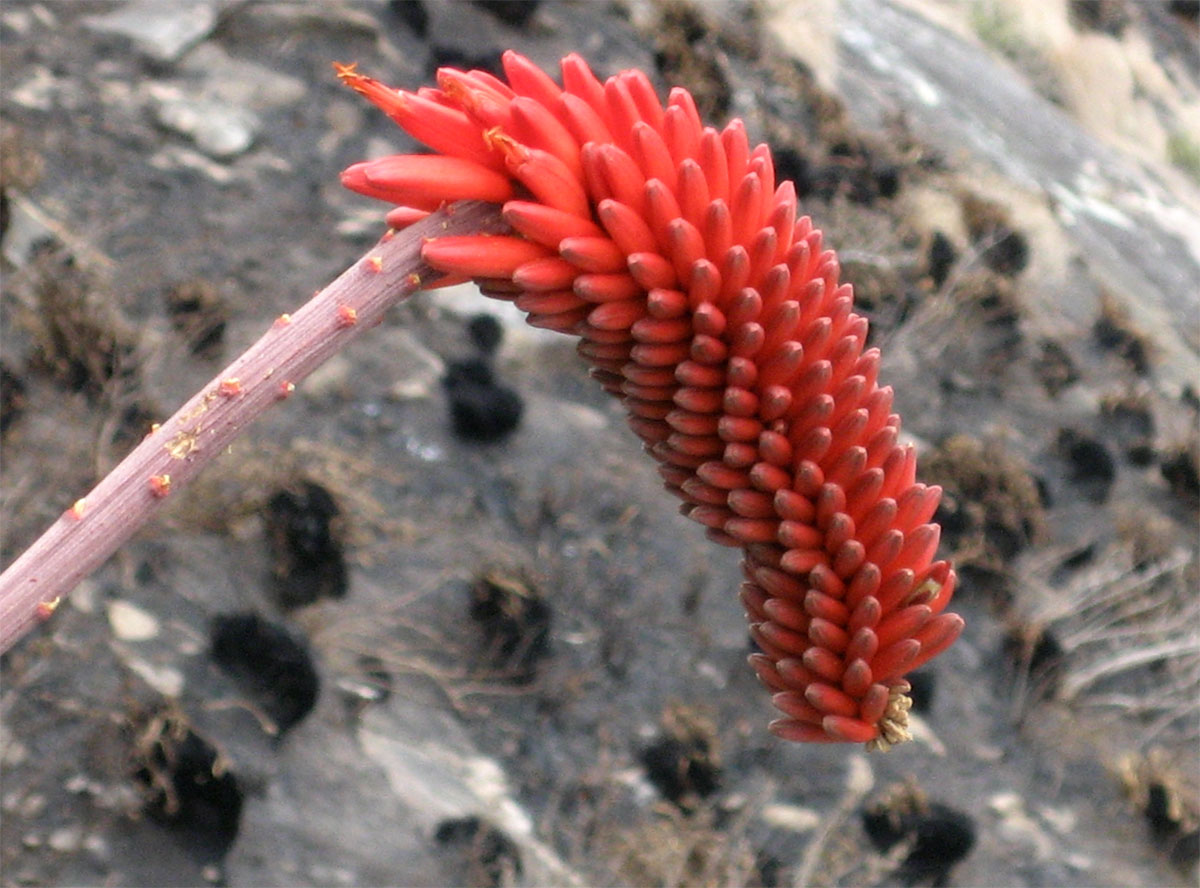 Aloe decurva Aloe decurva