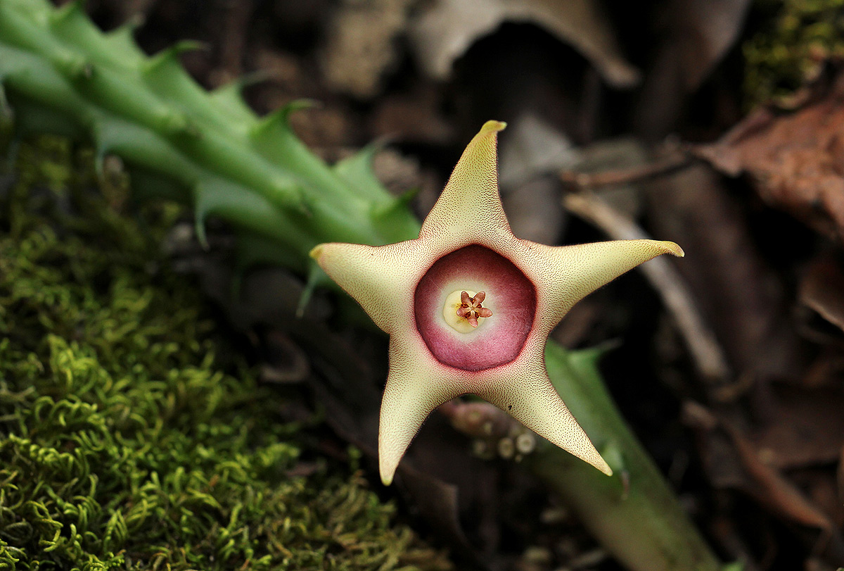 Huernia verekeri subsp. pauciflora Huernia verekeri subsp. pauciflora