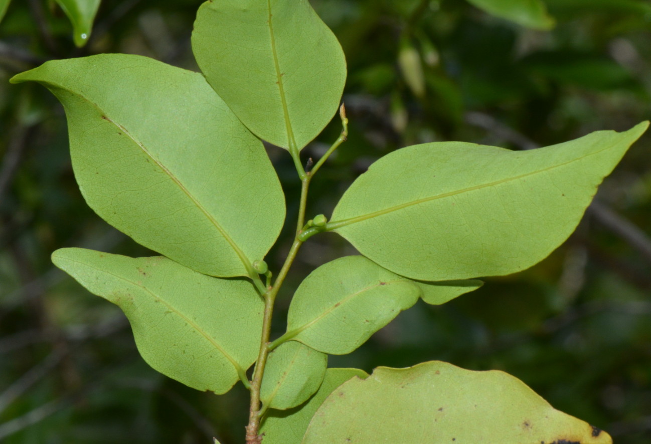 Xylopia tenuipetala Xylopia tenuipetala
