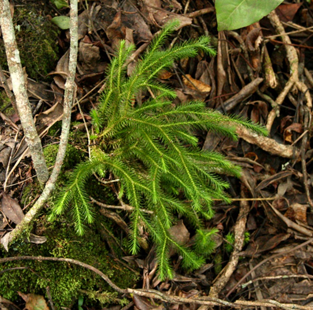 Huperzia verticillata