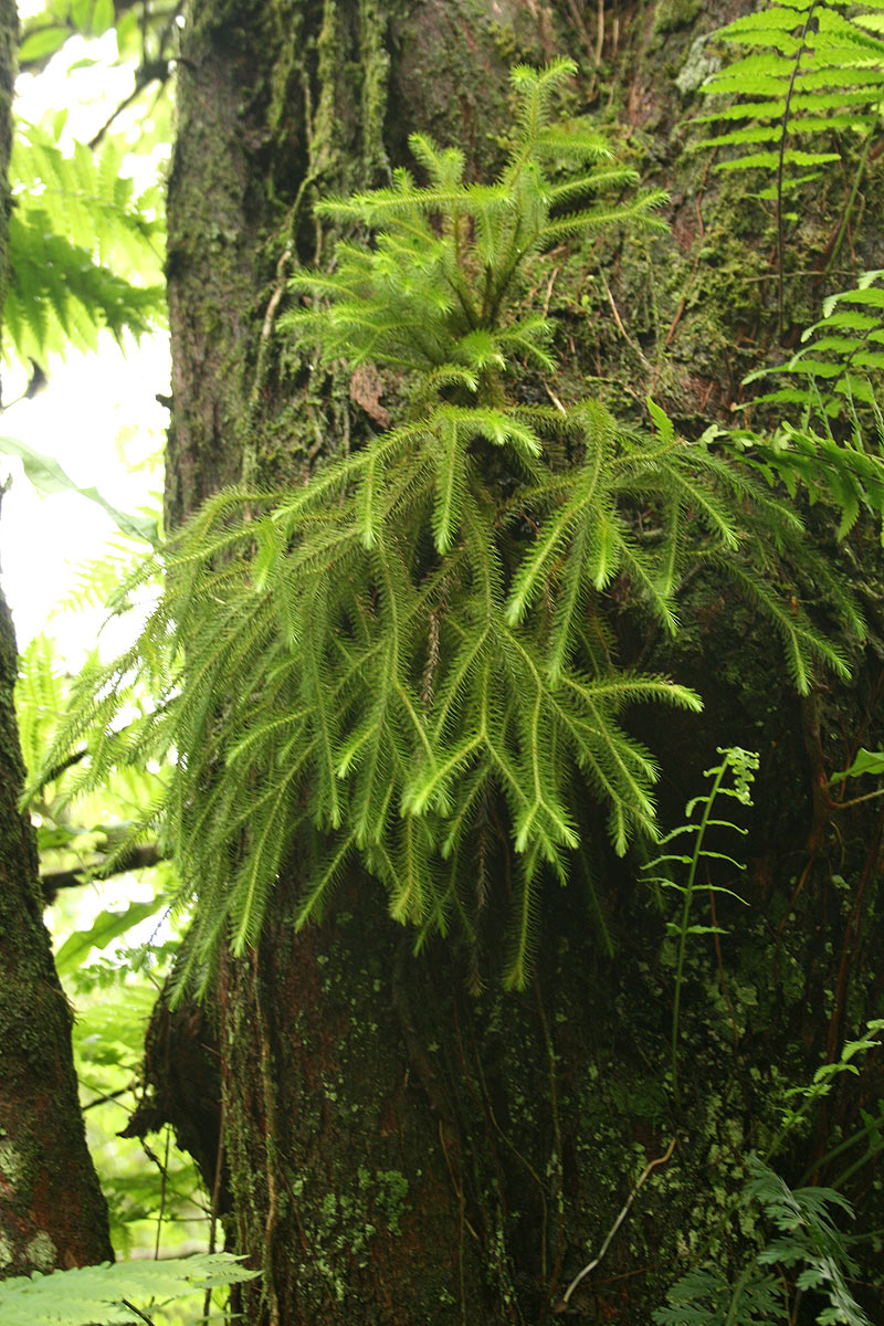 Huperzia verticillata