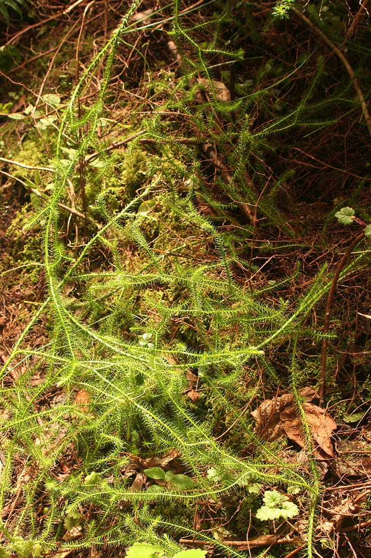 Lycopodium clavatum