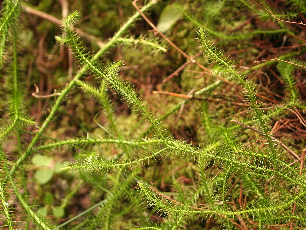 Lycopodium clavatum