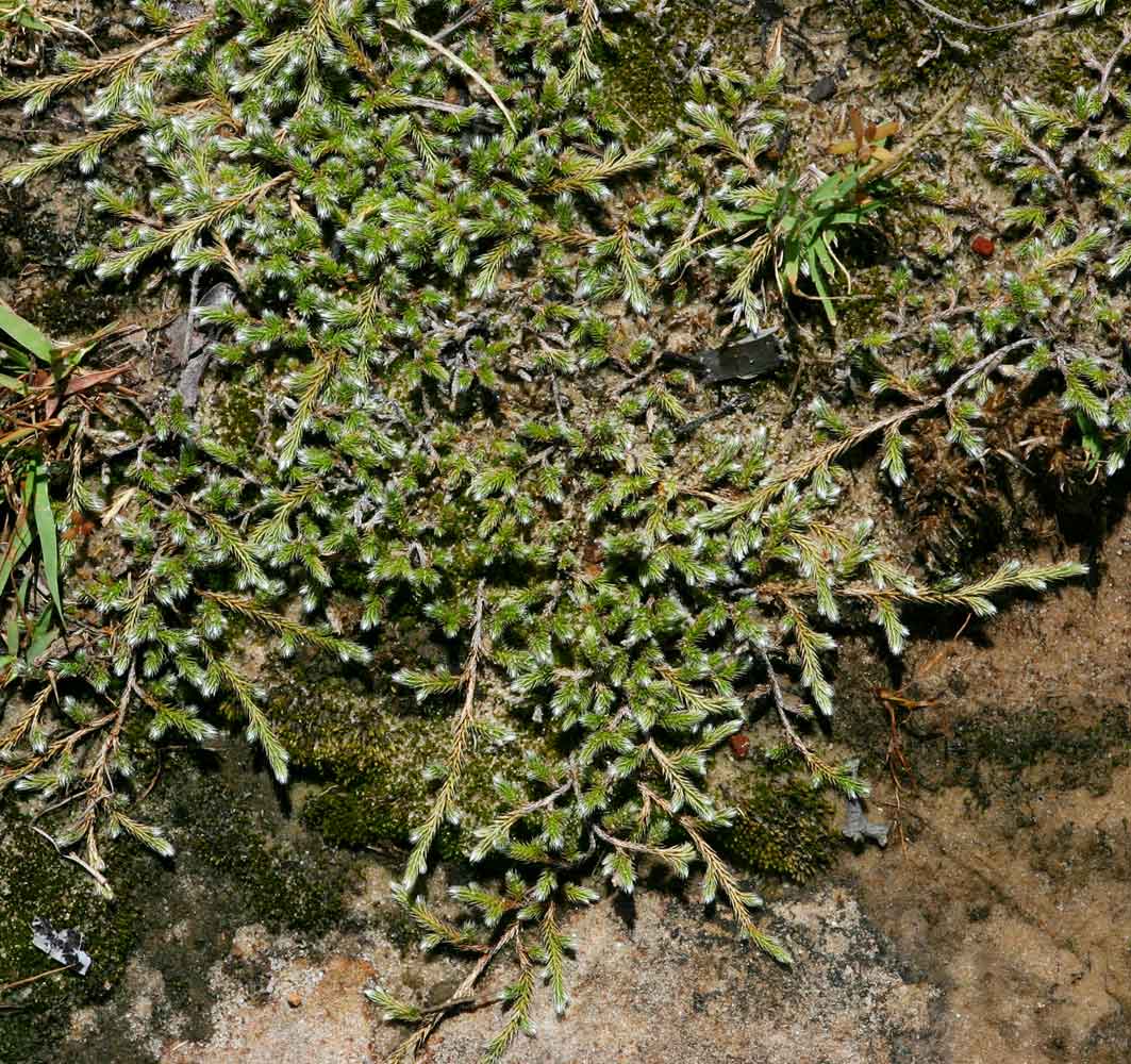 Selaginella dregei