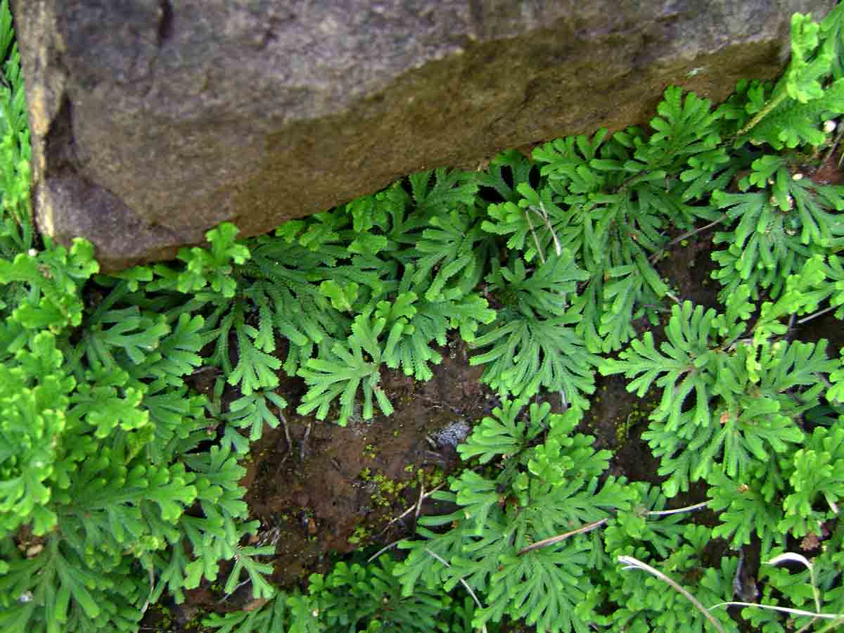 Selaginella imbricata