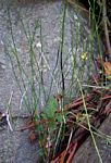 Equisetum ramosissimum subsp. ramosissimum