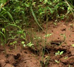 Equisetum ramosissimum subsp. ramosissimum