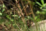 Equisetum ramosissimum subsp. ramosissimum