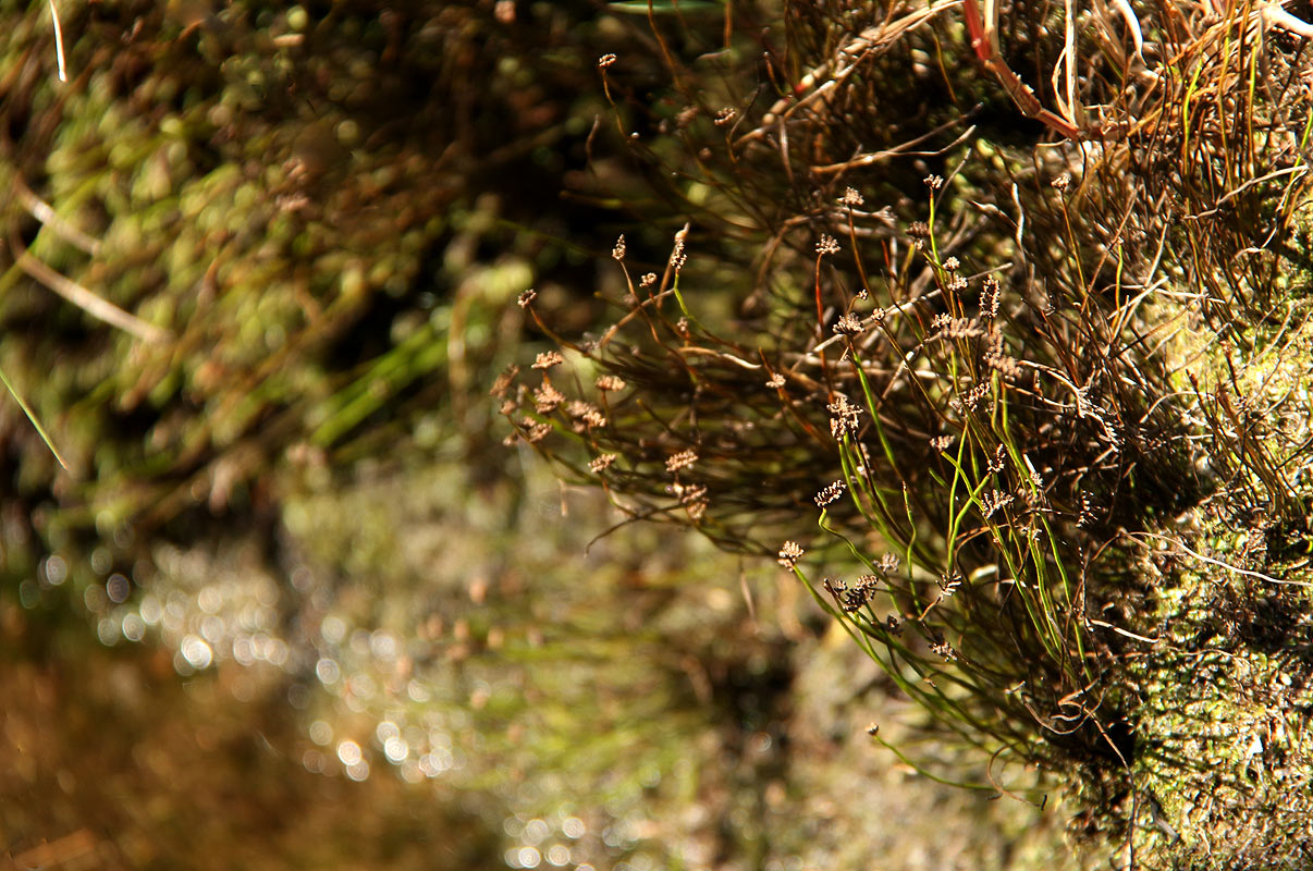 Schizaea tenella