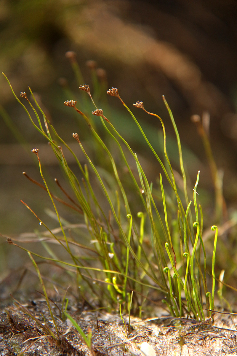 Schizaea tenella