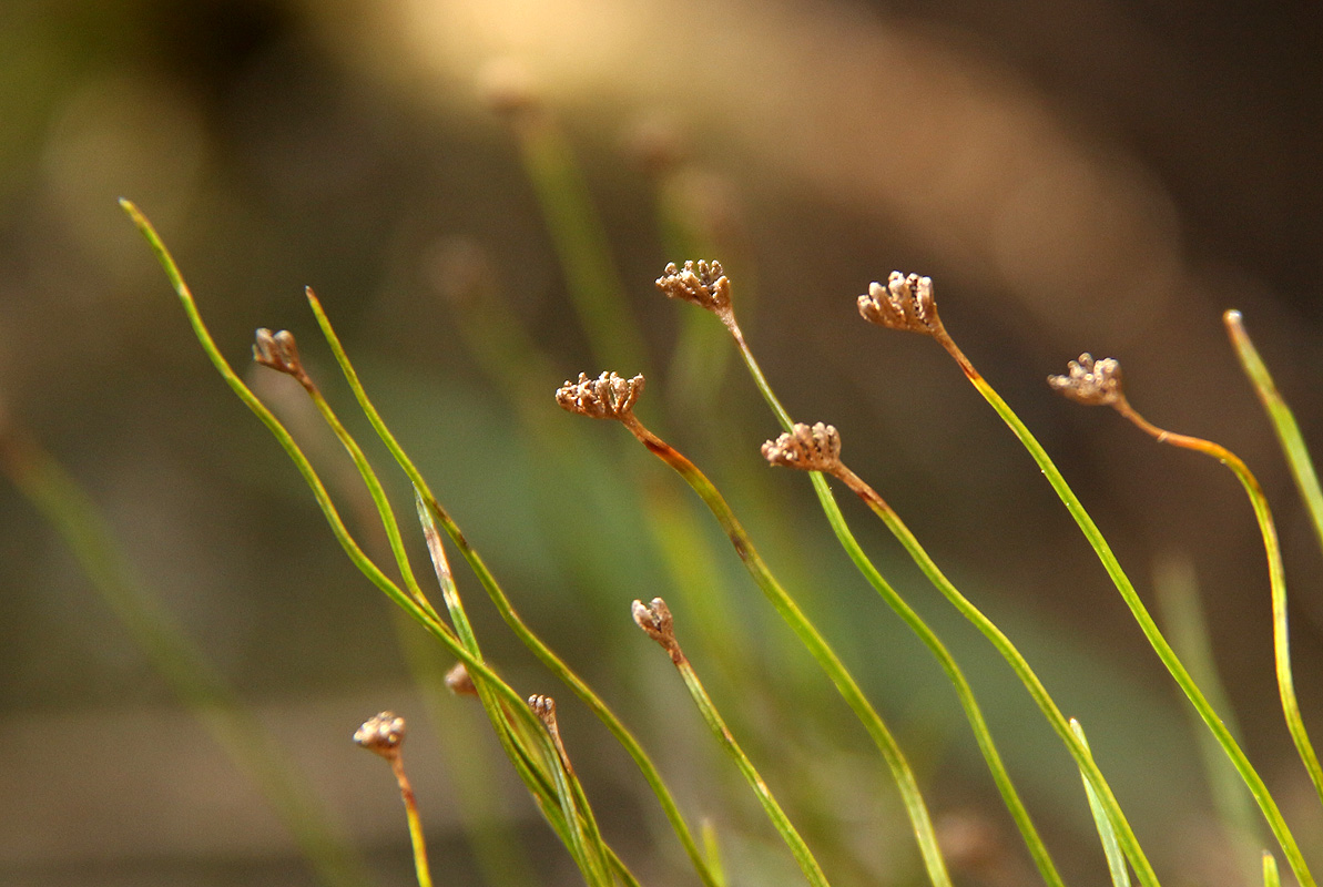 Schizaea tenella