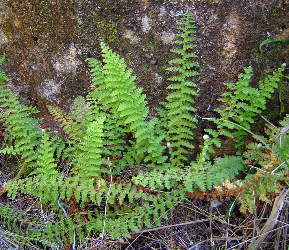 Mohria lepigera