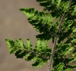 Cheilanthes hirta