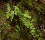 Cheilanthes hirta