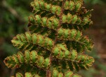 Cheilanthes hirta