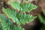 Cheilanthes inaequalis