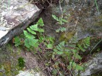 Cheilanthes buchananii