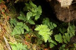 Cheilanthes buchananii