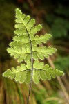 Cheilanthes buchananii