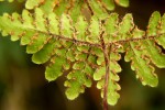 Cheilanthes buchananii