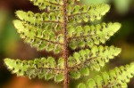 Cheilanthes buchananii