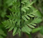 Cheilanthes involuta var. obscura