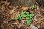 Cheilanthes involuta var. obscura