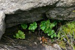 Cheilanthes leachii