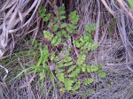 Cheilanthes leachii