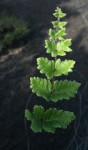 Cheilanthes leachii