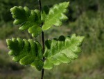 Cheilanthes leachii