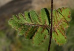 Cheilanthes leachii