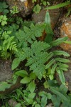 Cheilanthes multifida