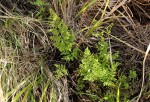 Cheilanthes multifida