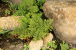 Cheilanthes multifida