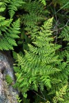 Cheilanthes multifida