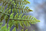 Cheilanthes multifida